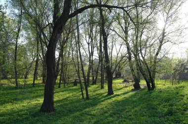 Bahar ağaçlarıyla güzel bir manzara.