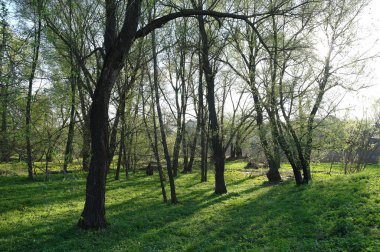 Bahar ağaçlarıyla güzel bir manzara.
