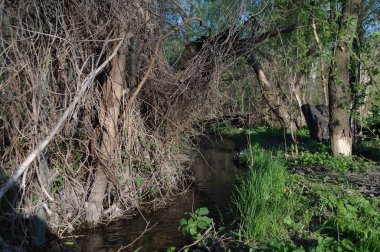 Ormanda küçük bir ağaç