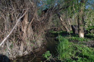 Bahar ormanında küçük bir nehir