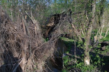 Ormanda küçük bir ağaç