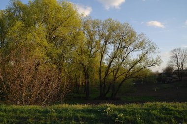 Bahar ağaçlarıyla güzel bir manzara.