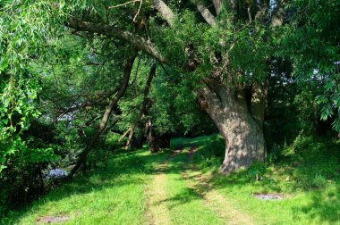 Yaz ormandaki yeşil ağaçlar