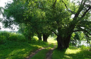 Yaz ormandaki yeşil ağaçlar