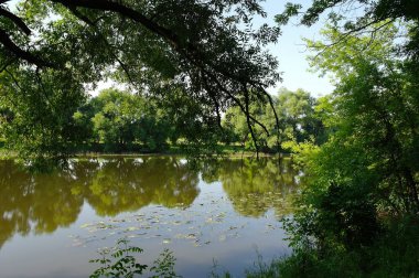 Nehirli güzel yaz manzarası