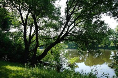 Güneşli bir günde nehir, mavi gökyüzü ve yeşil ağaçlarla güzel bir yaz manzarası.