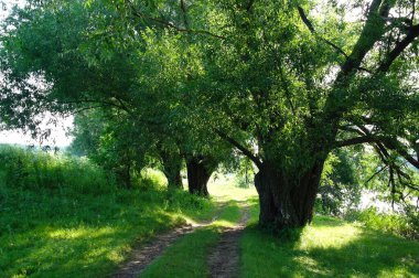 Yaz ormandaki yeşil ağaçlar