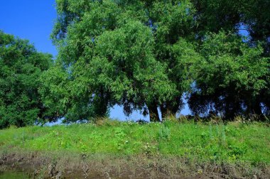 Yaz ormandaki yeşil ağaçlar