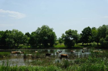 Yeşil çayırlarda otlayan inekler.