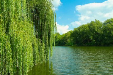 Güneşli bir günde nehir ve yeşil ağaçlarla güzel bir yaz manzarası