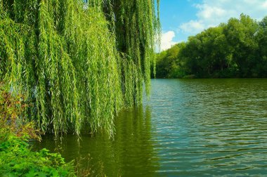 Güneşli bir günde nehir ve yeşil ağaçlarla güzel bir yaz manzarası
