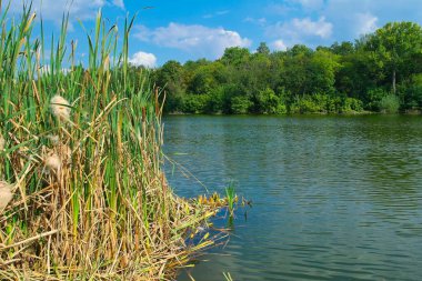 Nehirli güzel yaz manzarası