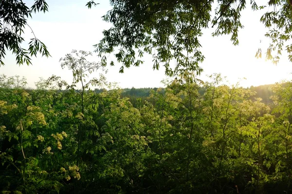 夏の森で緑の木々 — ストック写真