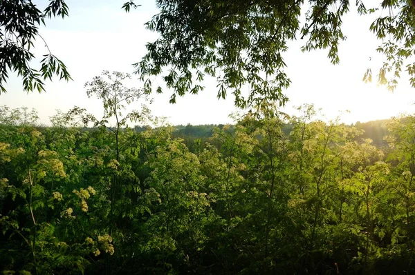 Groene Bomen Zomer Bos — Stockfoto