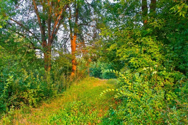 Hermosa Vista Del Atardecer Bosque — Foto de Stock