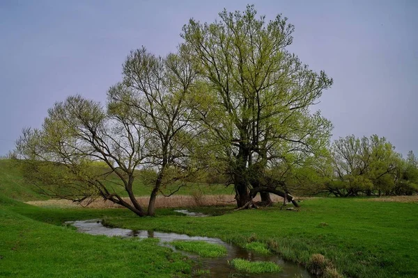 Beautiful Landscape Green Grass Stream — Zdjęcie stockowe