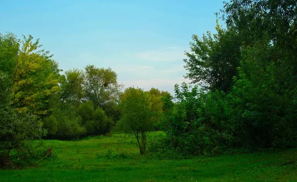 Krásná Krajina Stromem Modrou Oblohou — Stock fotografie