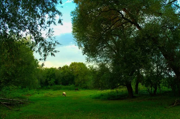 Hermoso Paisaje Con Árbol Una Hierba Verde — Foto de Stock