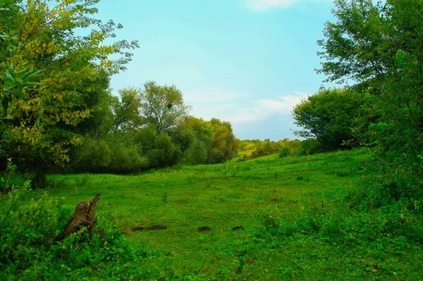 Piękny Krajobraz Drzewem Zieloną Trawą — Zdjęcie stockowe