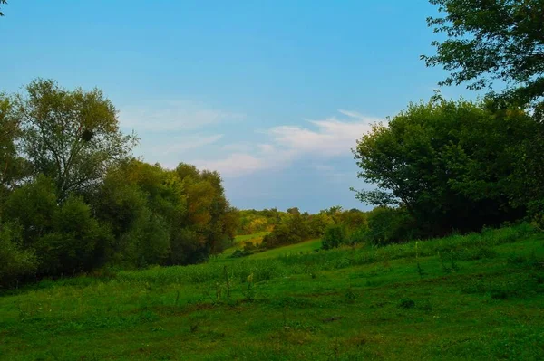 Beautiful Landscape Tree Blue Sky — Stock Photo, Image