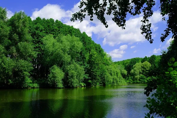 美しい夏の風景 晴れた日の湖と緑の木の眺め — ストック写真