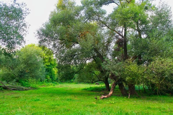 Zelená Tráva Stromy Jarní Krajina — Stock fotografie