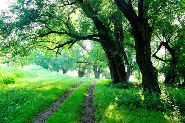 Μονοπάτι Δρόμο Στο Καταπράσινο Δάσος — Φωτογραφία Αρχείου
