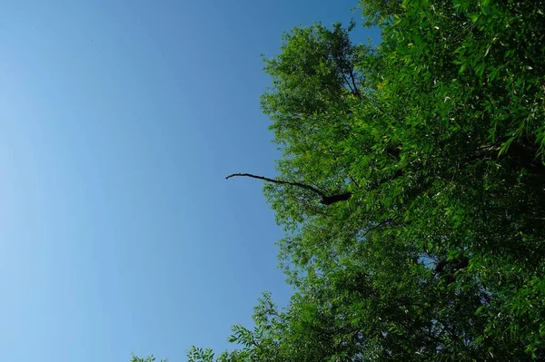 Πράσινο Δέντρο Μπλε Ουρανό — Φωτογραφία Αρχείου
