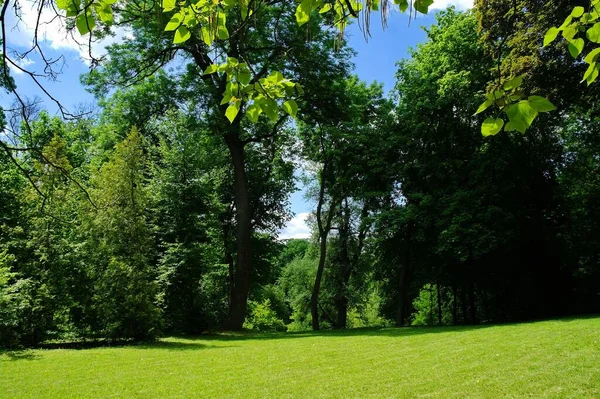 Grüne Bäume Und Grasbewachsene Lichtung Sommerpark — Stockfoto