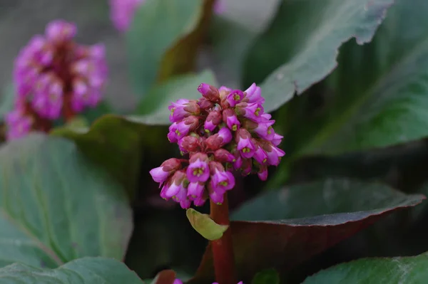 Красивый Фиолетовый Цветок Саду — стоковое фото