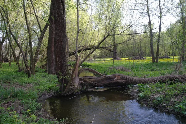 Маленька Річка Весняному Лісі — стокове фото