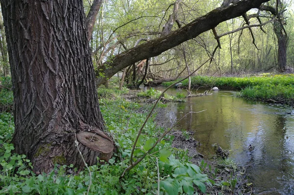 Kleine Rivier Het Voorjaar Bos — Stockfoto