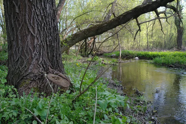 Kleiner Fluss Frühlingswald — Stockfoto