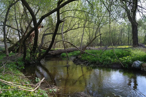 Malá Řeka Jarním Lese — Stock fotografie