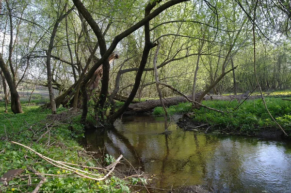 Petite Rivière Dans Forêt Printemps — Photo