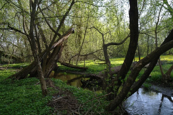 Piccolo Fiume Nella Foresta Primaverile — Foto Stock