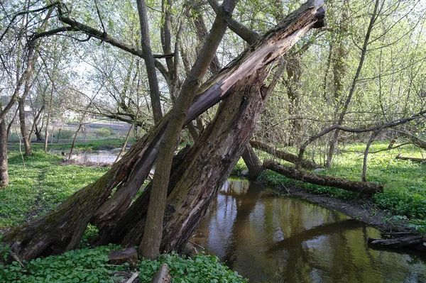 Pequeno Rio Floresta Primavera — Fotografia de Stock