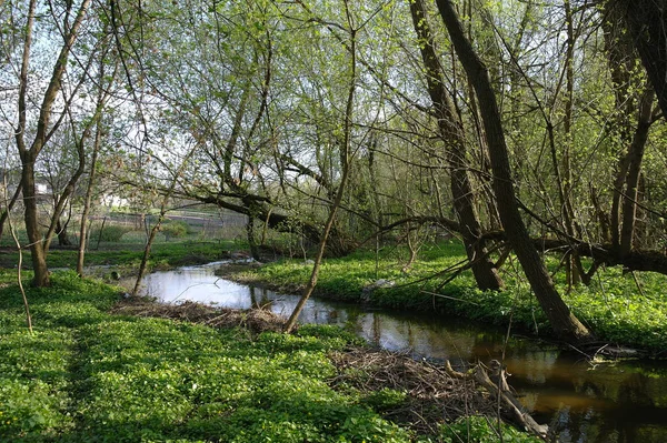 Piccolo Fiume Nella Foresta Primaverile — Foto Stock