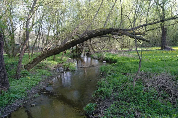 Pequeno Rio Floresta Primavera — Fotografia de Stock