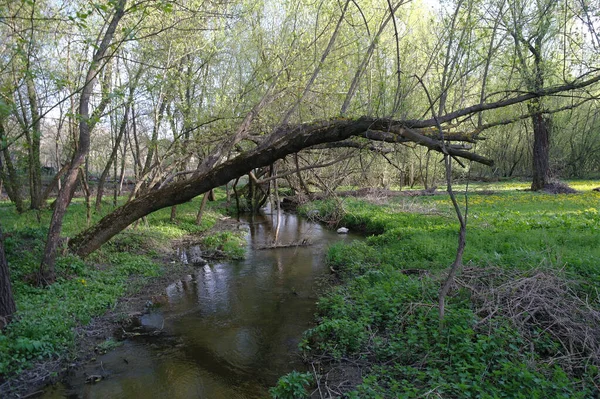 Pequeno Rio Floresta Primavera — Fotografia de Stock