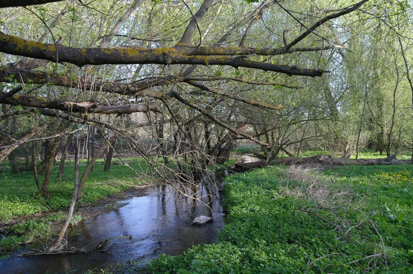 Bahar ormandaki nehir