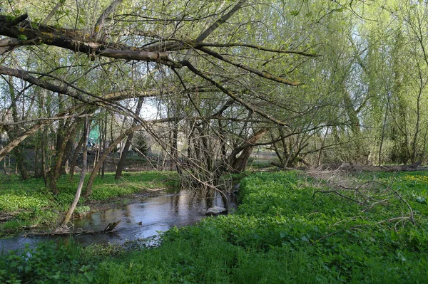 Маленька Річка Весняному Лісі — стокове фото