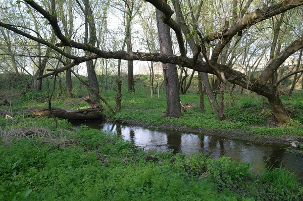 Mała Rzeka Wiosennym Lesie — Zdjęcie stockowe