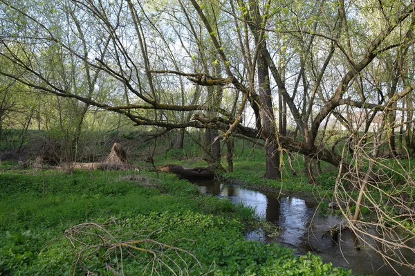 Kis Folyó Tavaszi Erdőben — Stock Fotó