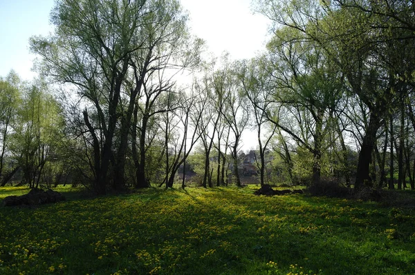 Prachtig Voorjaarslandschap Met Gele Wilde Bloemen Groene Grazige Weide — Stockfoto