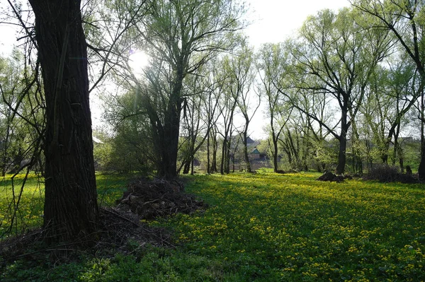 Vackert Vårlandskap Med Gula Vilda Blommor Och Grön Gräsbevuxen Äng — Stockfoto