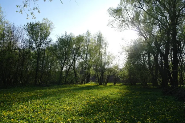 Krásná Jarní Krajina Žlutými Divokými Květy Zelenou Travnatou Loukou — Stock fotografie