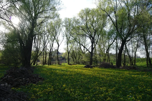 Kaunis Kevät Maisema Keltaisia Luonnonvaraisia Kukkia Vihreä Ruohoinen Niitty — kuvapankkivalokuva