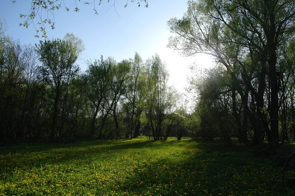 Krásná Jarní Krajina Žlutými Divokými Květy Zelenou Travnatou Loukou — Stock fotografie
