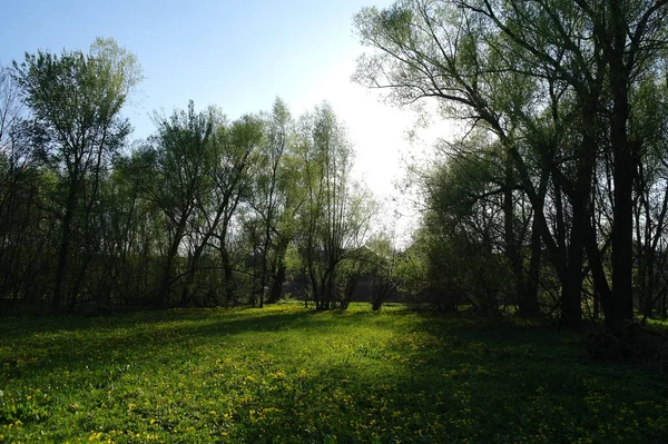 黄色の野花と緑の草原の美しい春の風景 — ストック写真